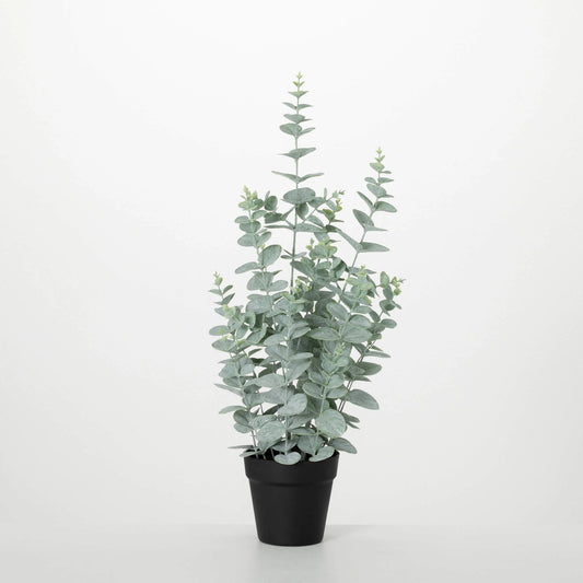 Potted Eucalyptus Tree