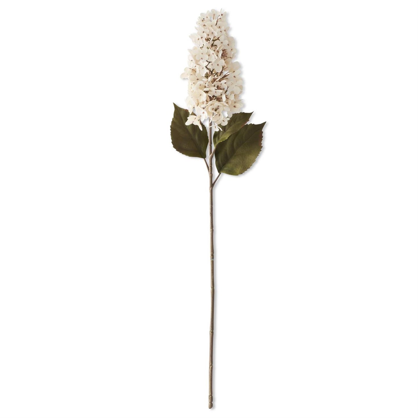 Cream Cone Hydrangea Stem