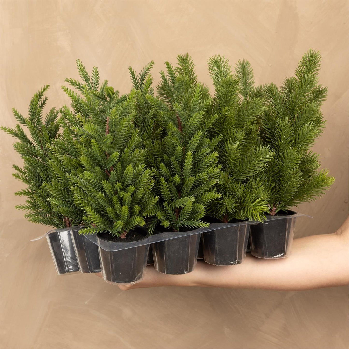 Mini Pine Trees
