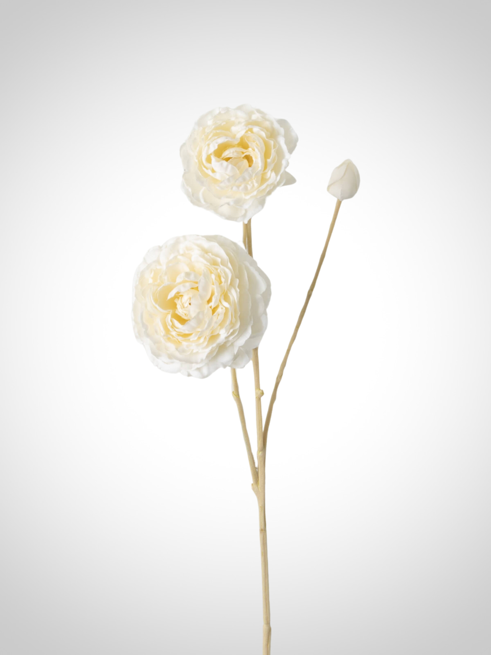 Cream Ranunculus Spray