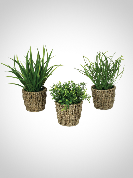 Potted Grass
