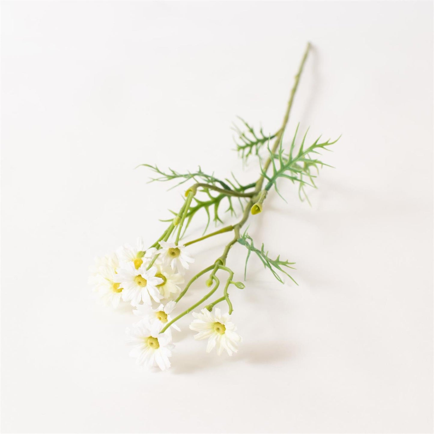 White flowers with green stems on a light beige background