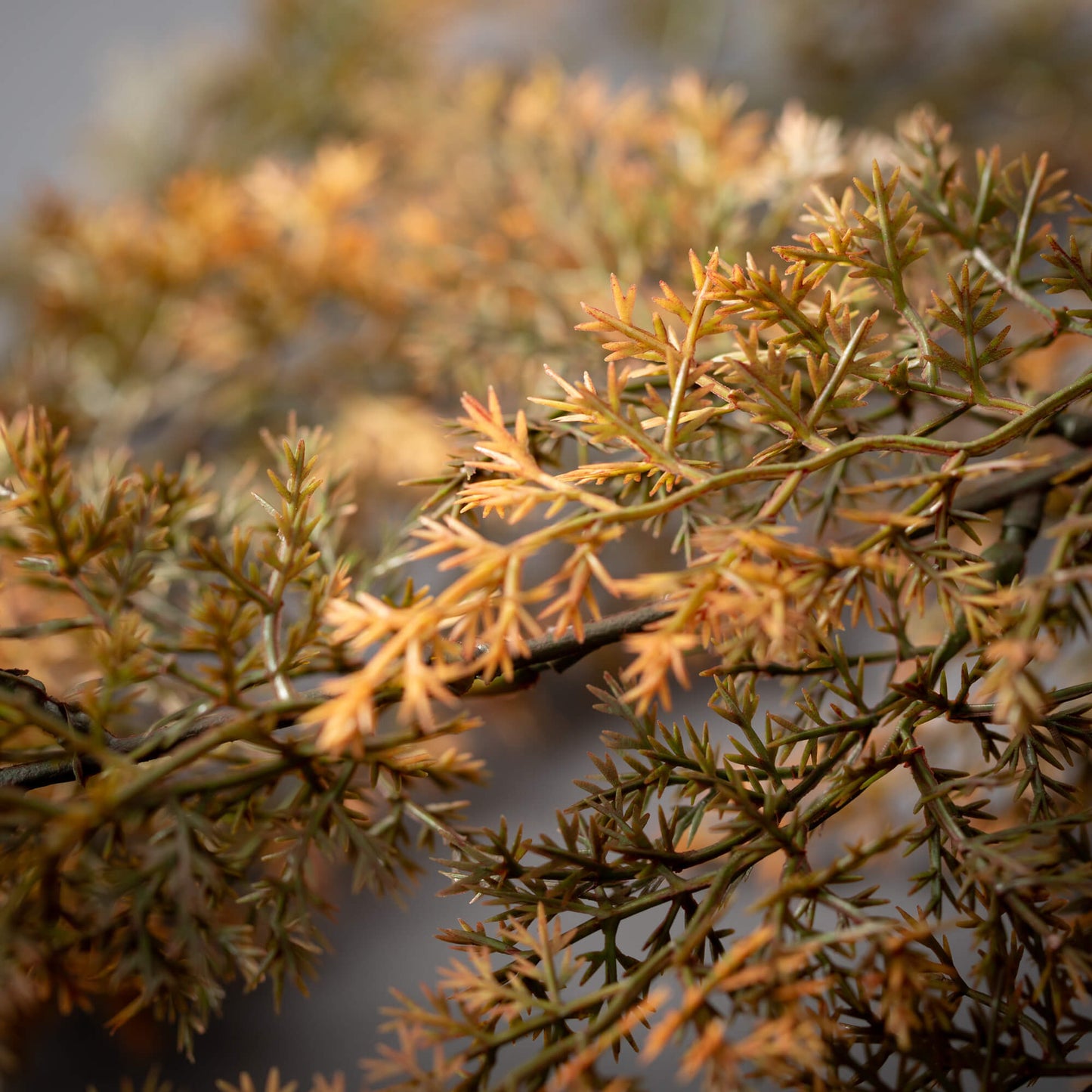 Hanging Cypress Bush