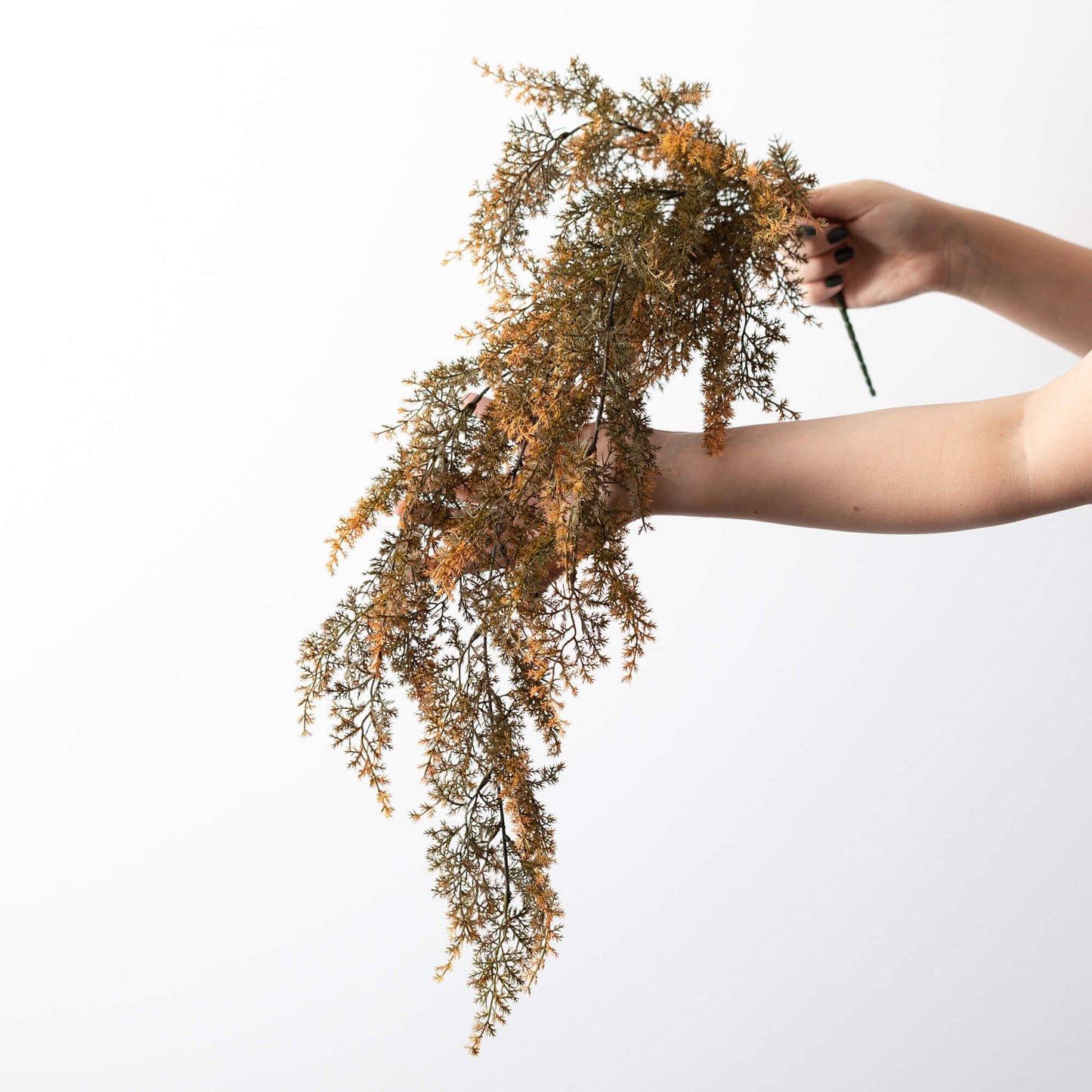 Hanging Cypress Bush