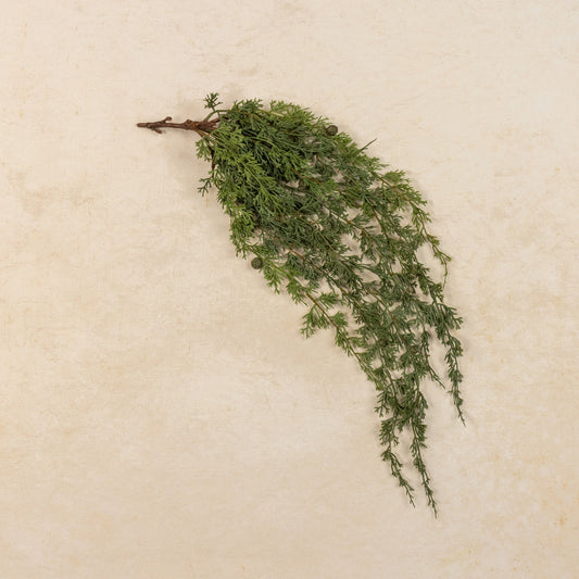 A dried green botanical sprig with fine needle-like leaves and small pinecones on a short brown stem, arranged diagonally on a textured beige background.