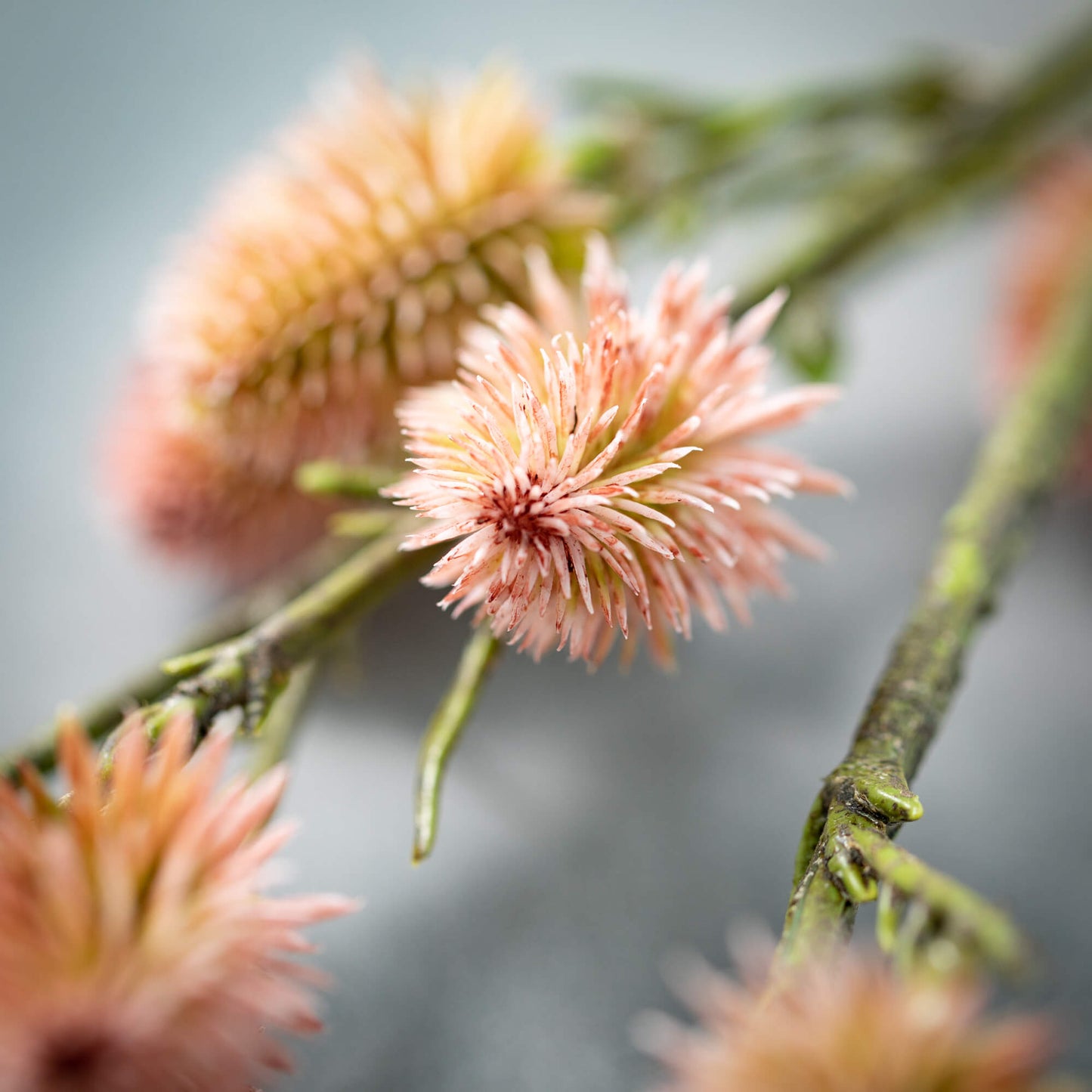 American Willow Branch