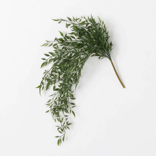 Ruscus Draping Bush