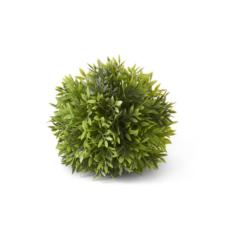 6" Podocarpus Ball
