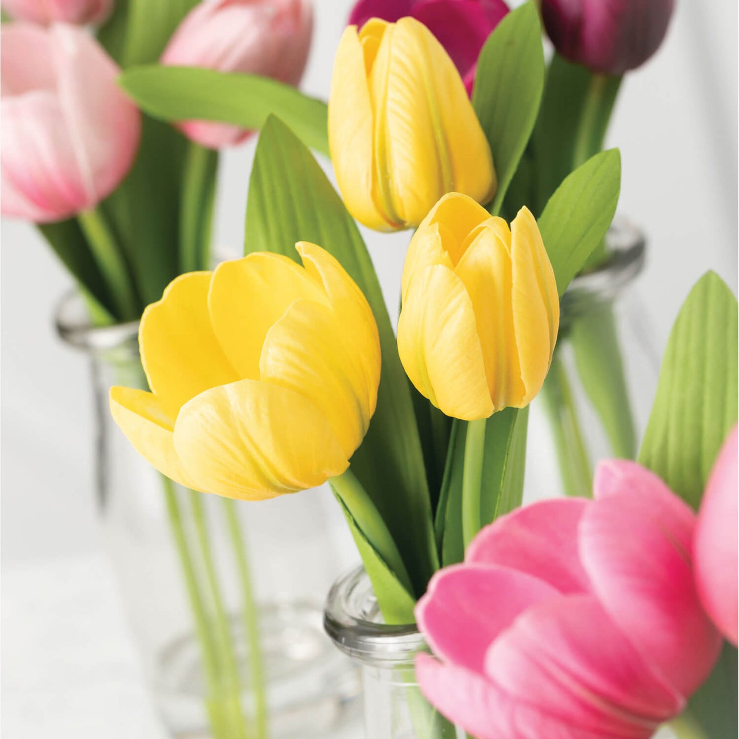 Tulip in Clear Vase