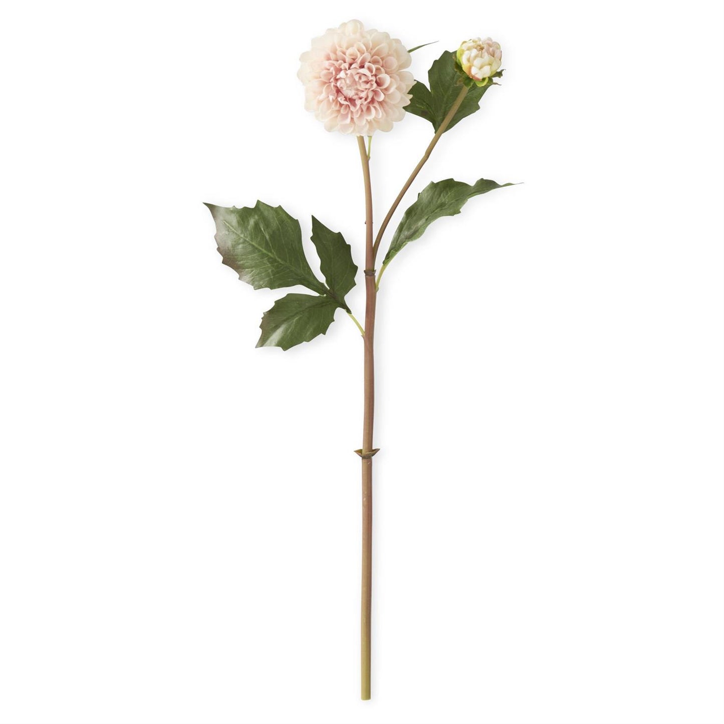 Light Peach Dahlia Stem