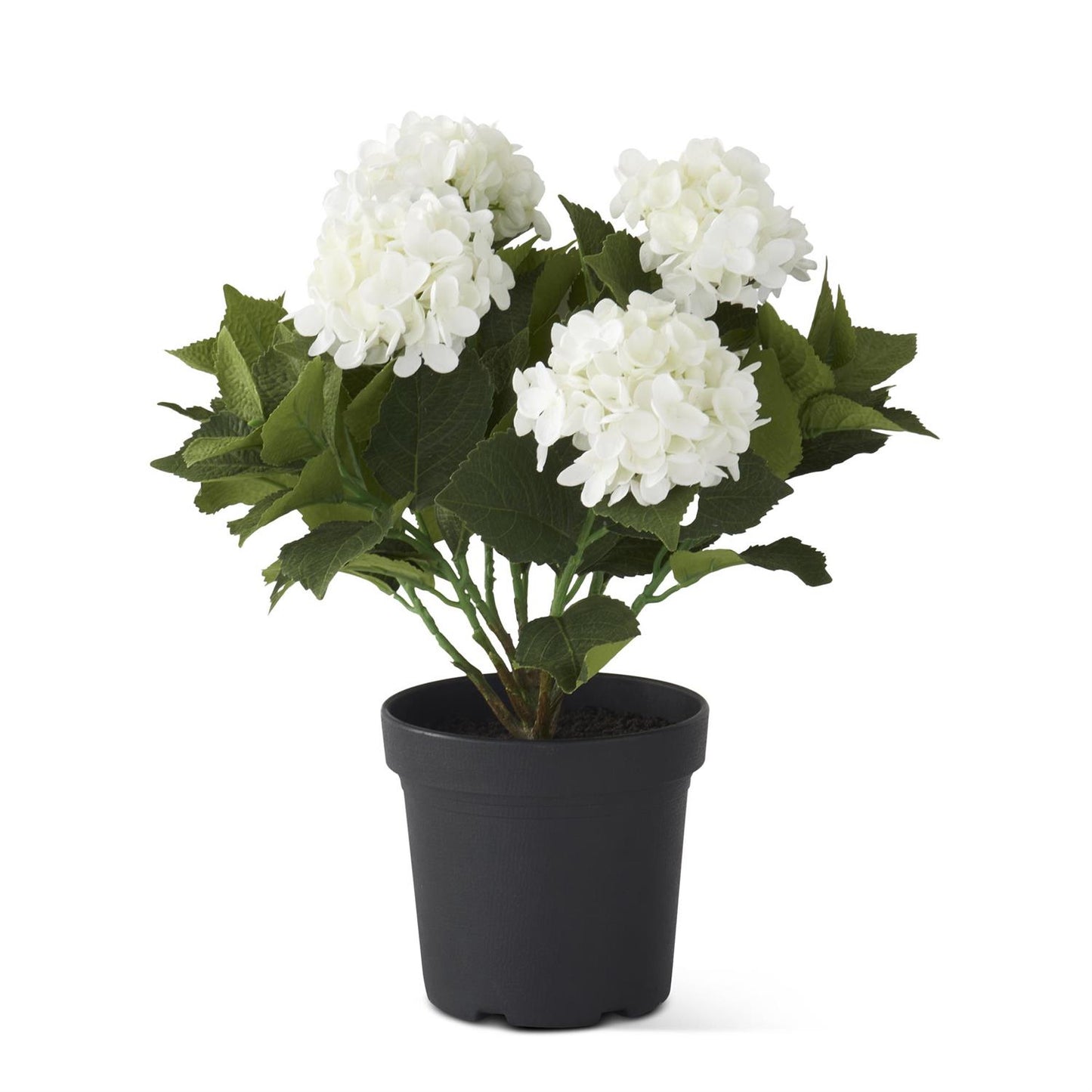 White Potted Hydrangea