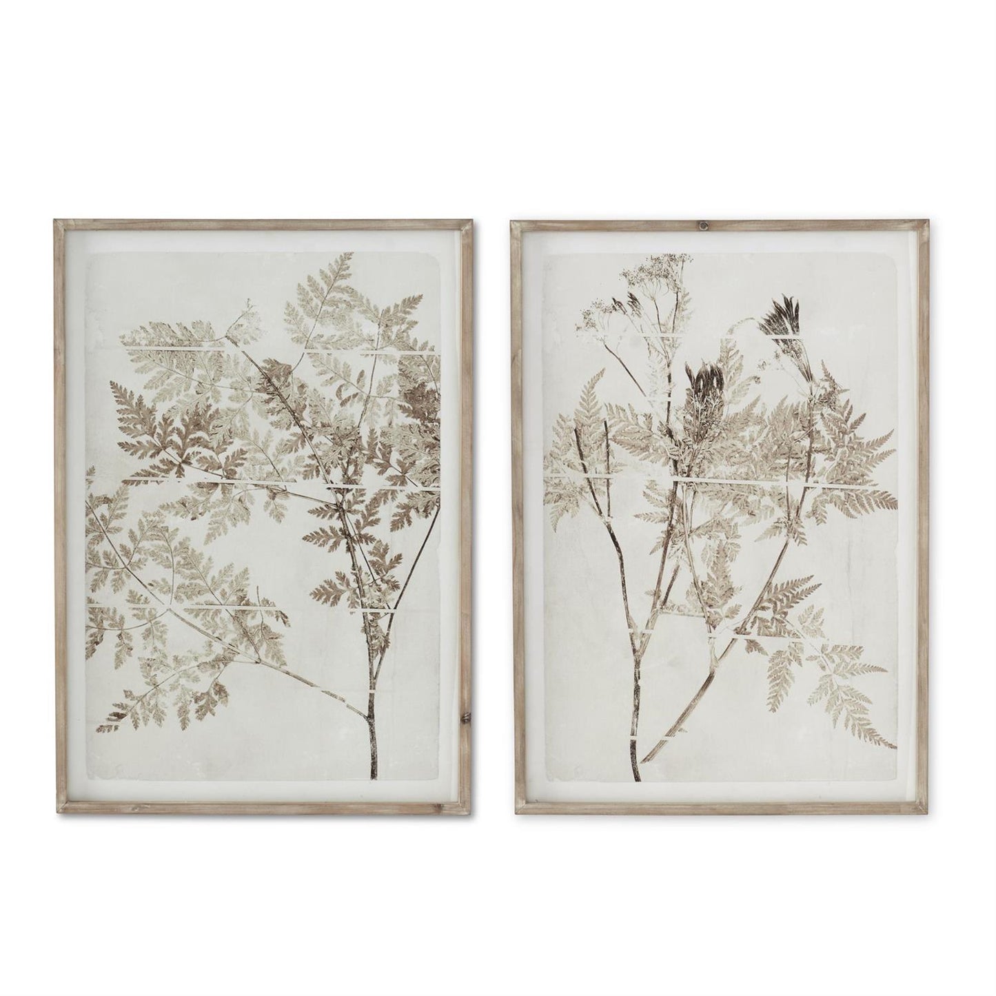 Wooden Framed Fern Prints