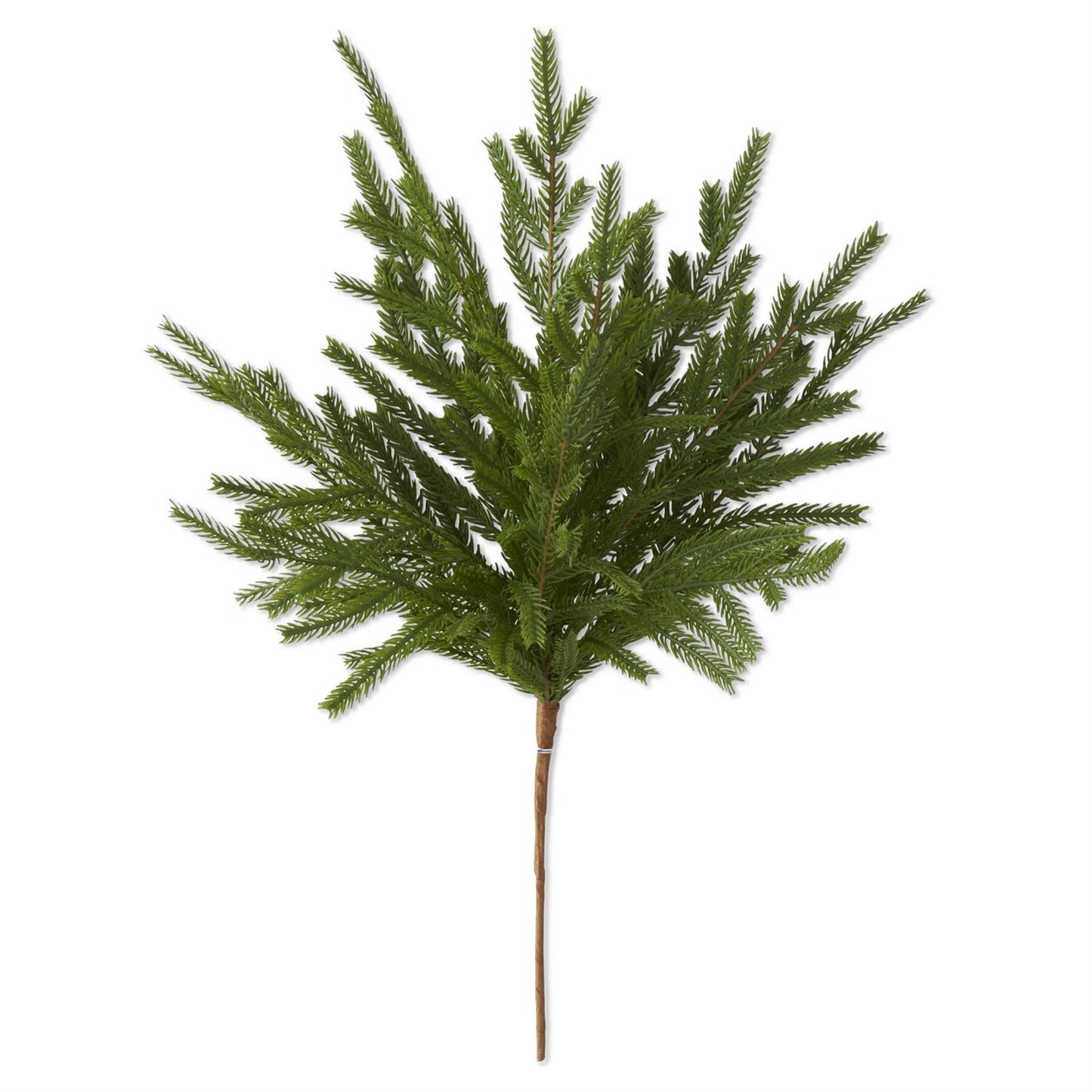 19" Norfolk Pine Stem