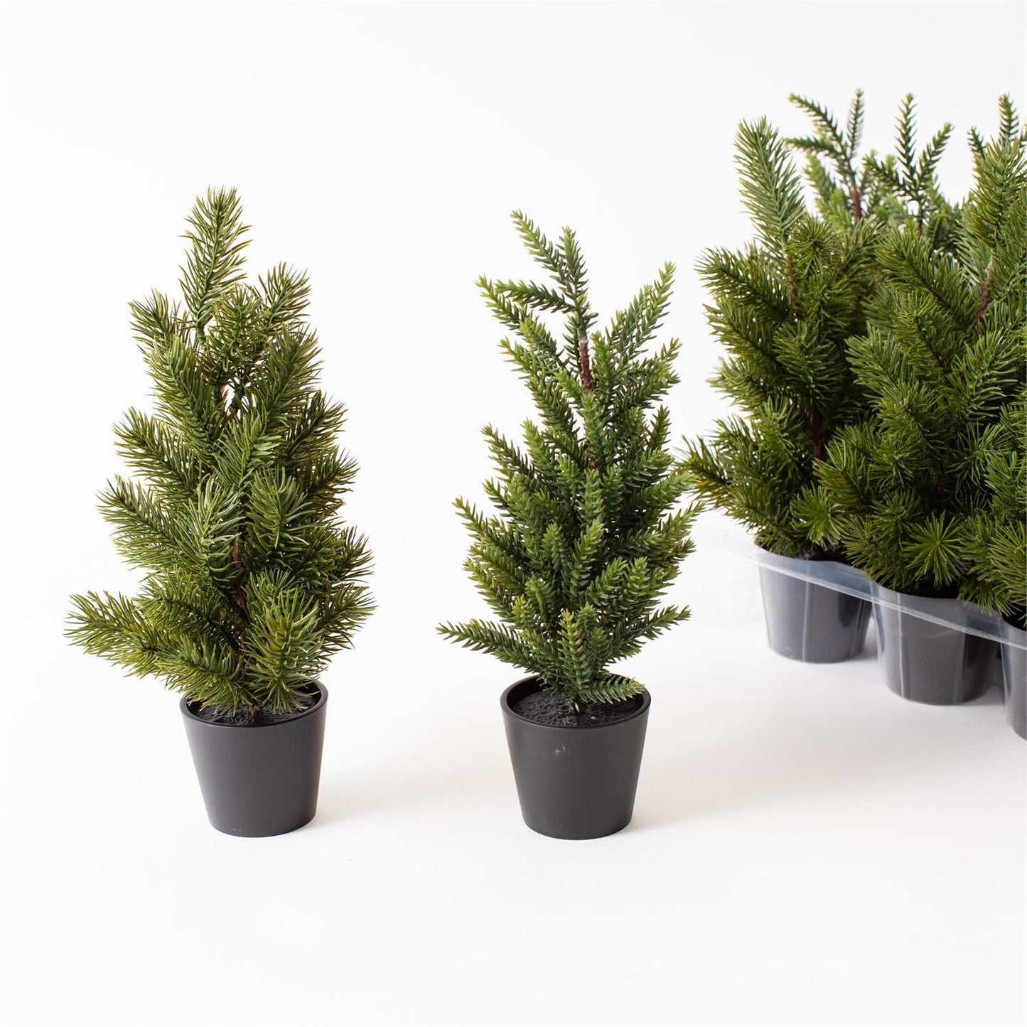 Mini Pine Trees