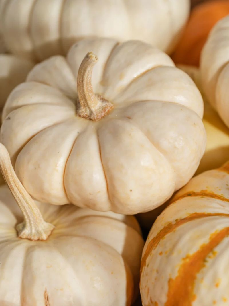 Close-up of white pumpkins with a blurred background