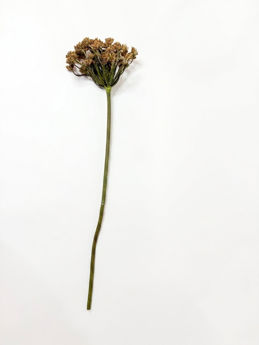 Dried brown flower stem 