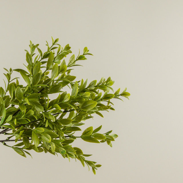 14" Ruscus Leaf Bush