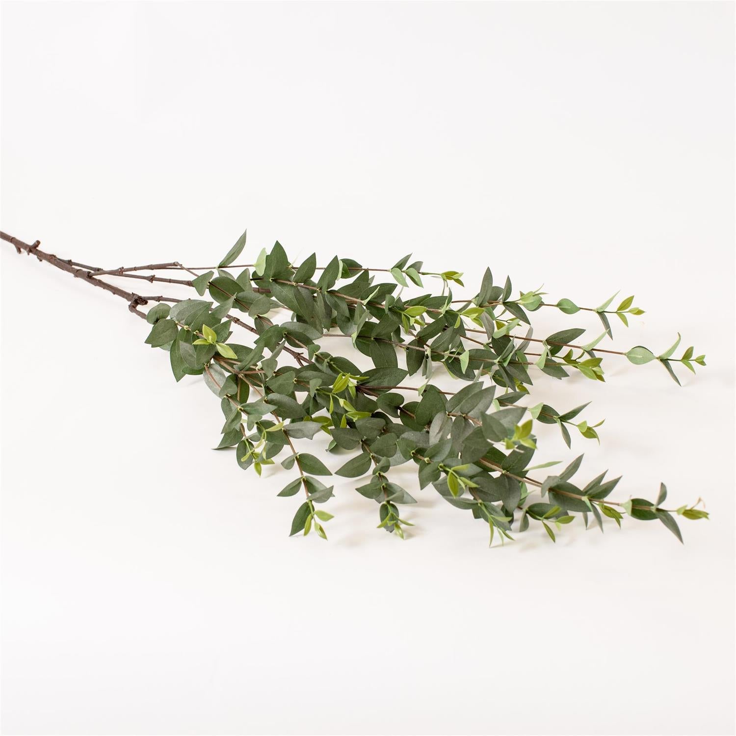Green leafy branch on a white background
