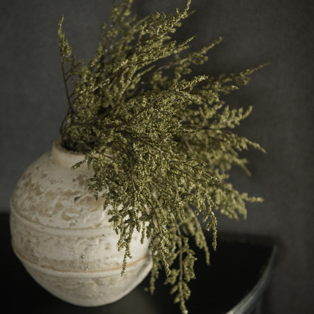 Green Dance Plant Bush