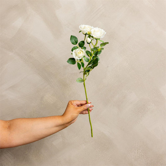 Hand holding a bouquet of white roses against a beige background