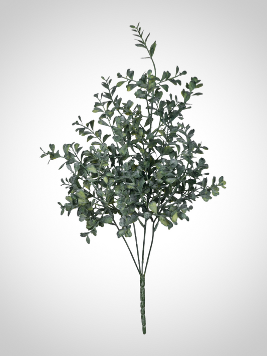 Blue Boxwood Bush