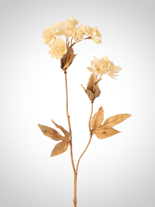 Cream Clover spray
