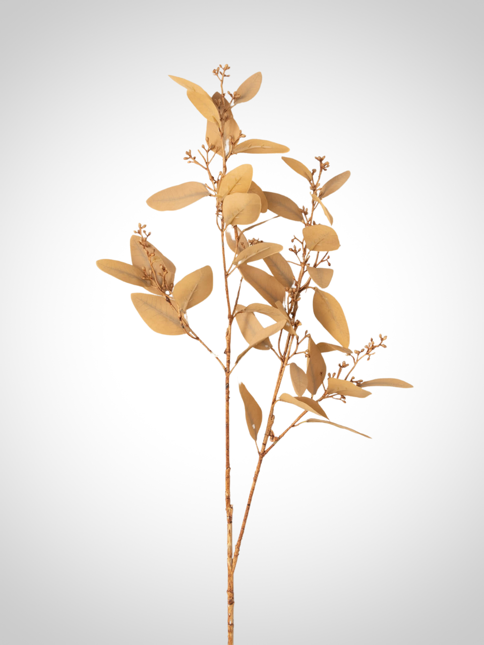 Amber Brown Eucalyptus