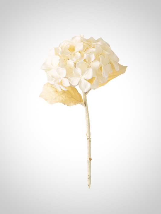 Hydrangea Stem