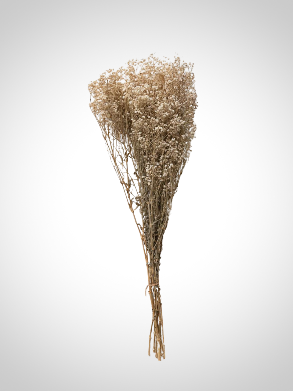 Dried Baby's Breath