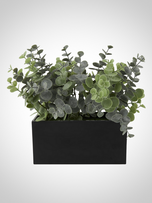 Potted Eucalyptus Plant