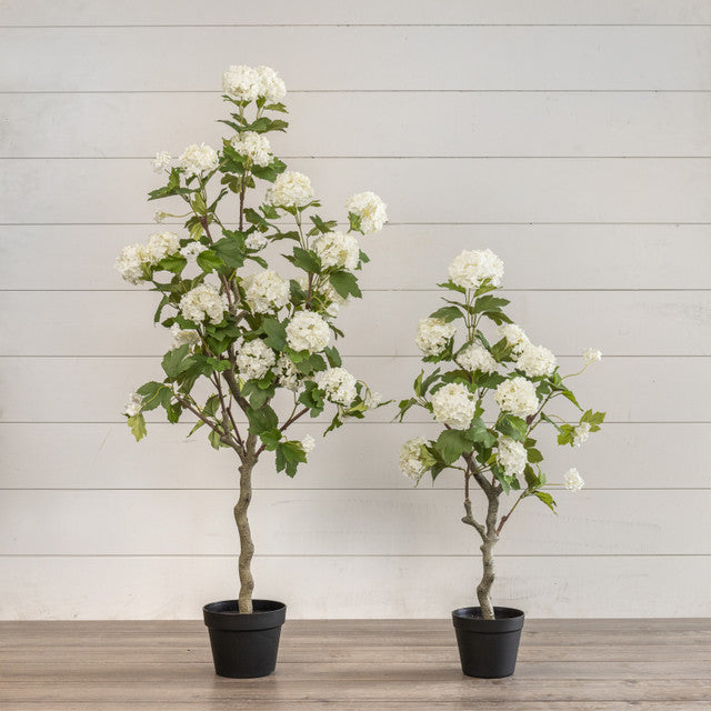 White Hydrangea Tree