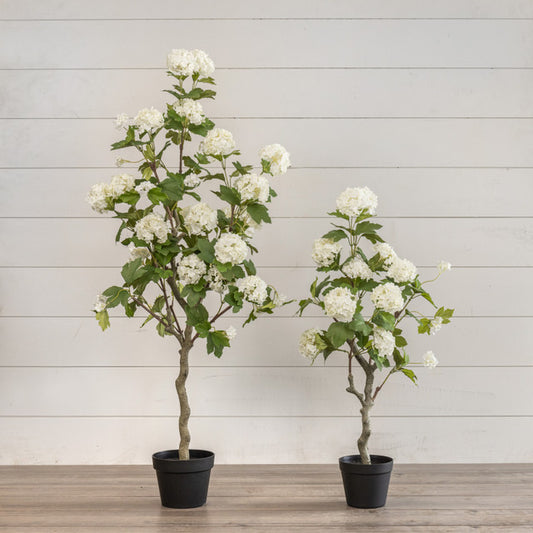 White Hydrangea Tree