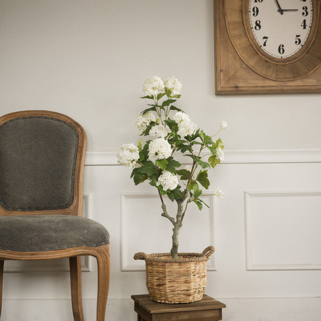 White Hydrangea Tree