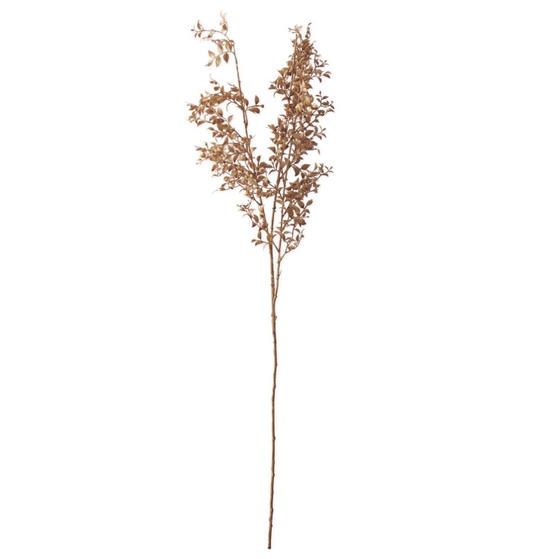 Single stem of dried plant with brown seeds on a white background