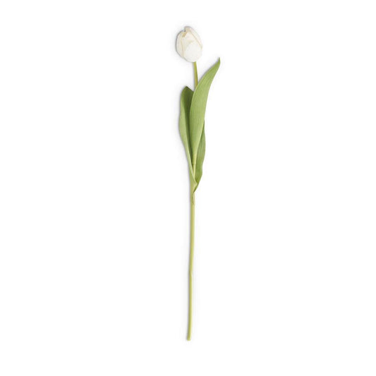 Single white tulip on a white background