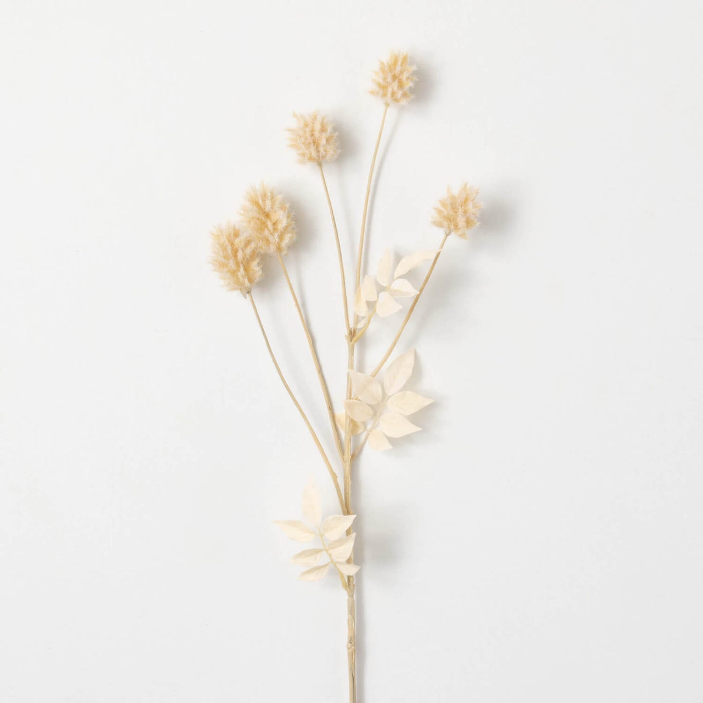 Dried Thistle Spray