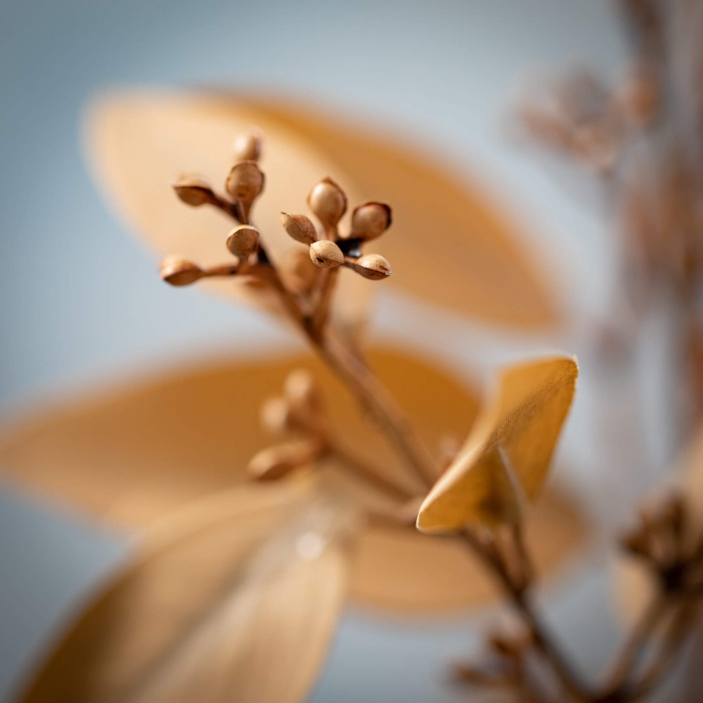 Amber Brown Eucalyptus