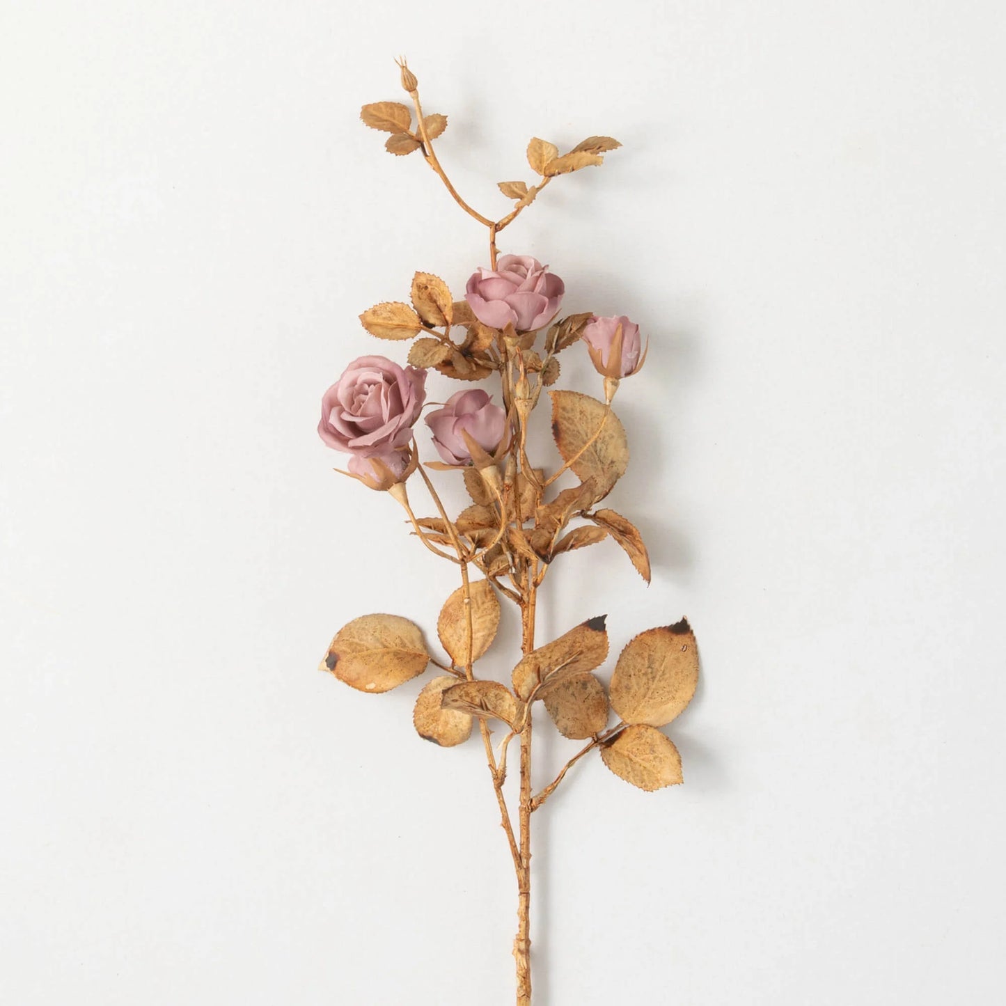 Pink Blooming Rose