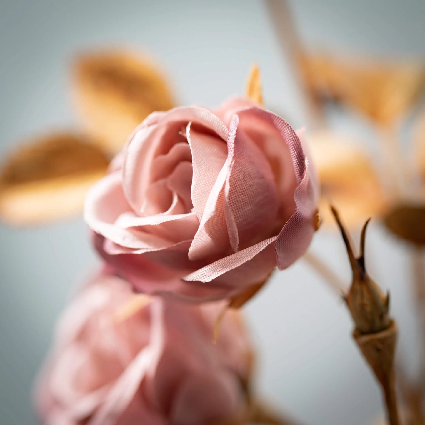 Pink Blooming Rose