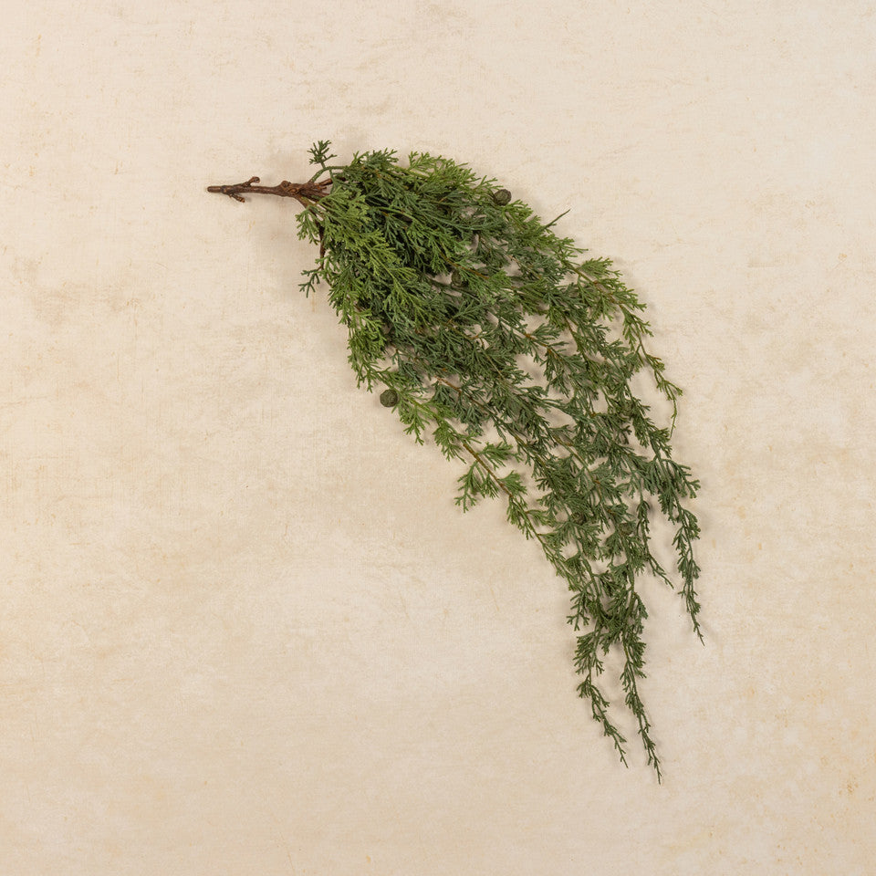 A dried green botanical sprig with fine needle-like leaves and small pinecones on a short brown stem, arranged diagonally on a textured beige background.