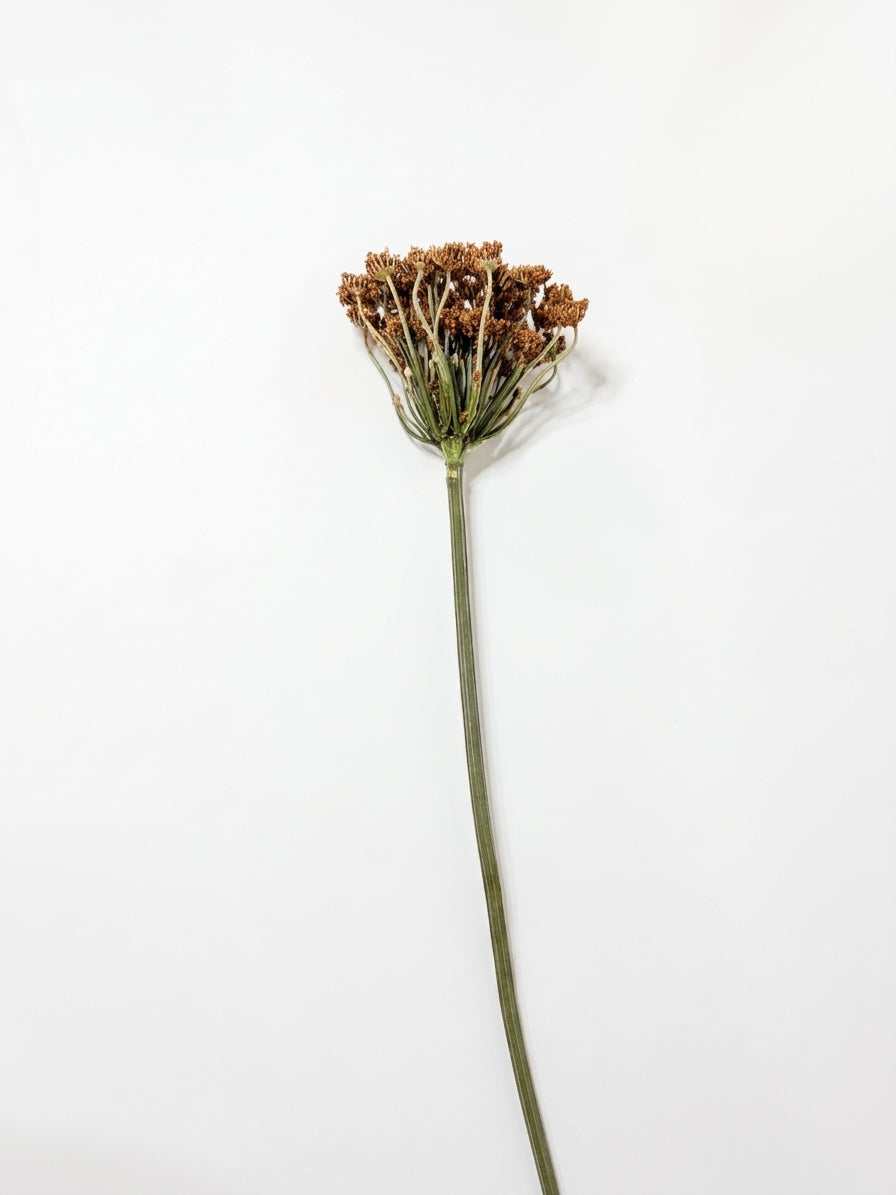 A single dried flower stem with a cluster of small brown florets at the top and a long green stem, photographed against a plain white background.
