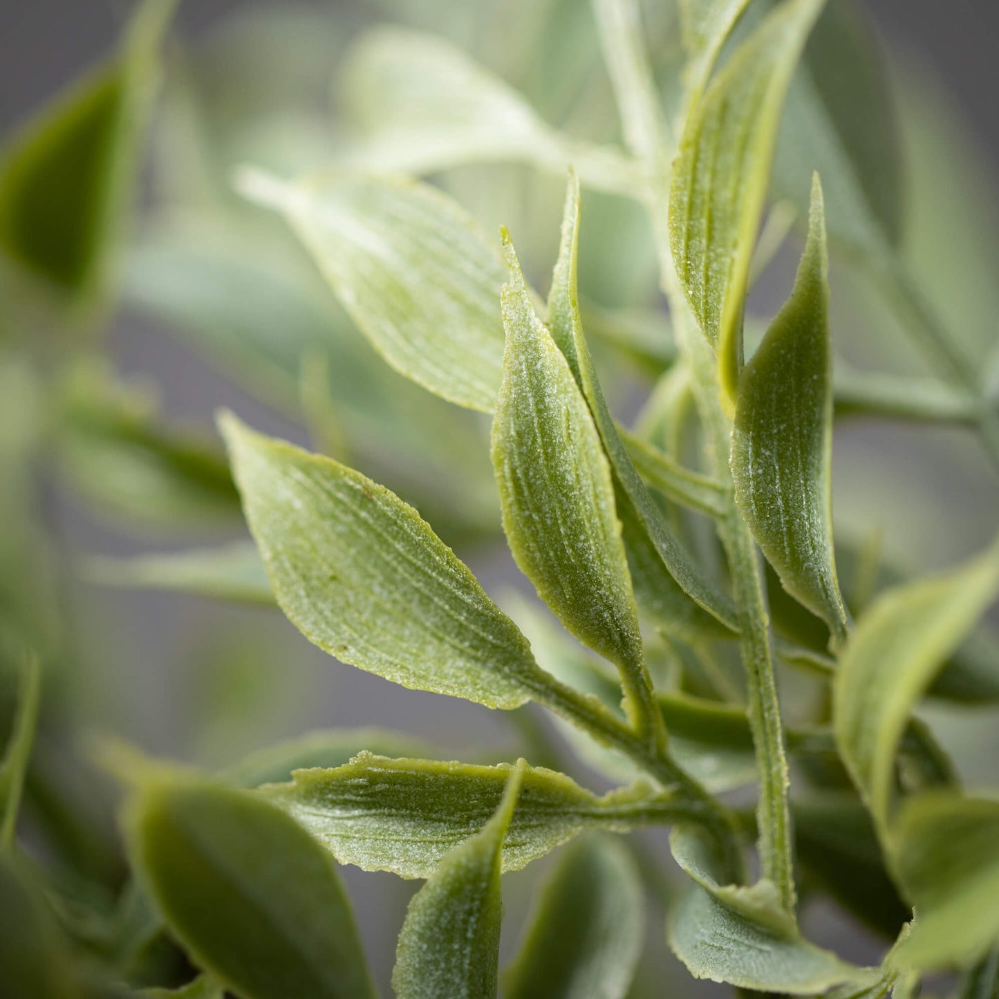 Dusted Tea Leaf Pick