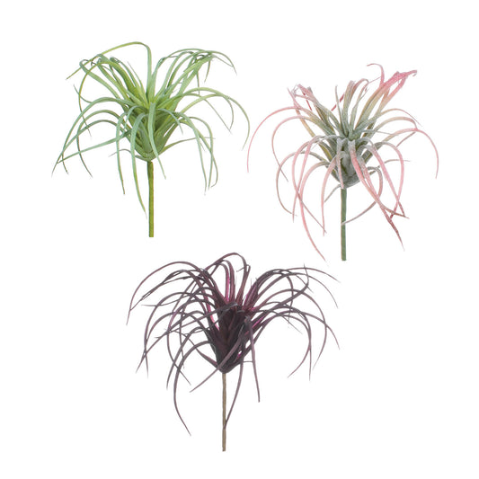 Air Plant