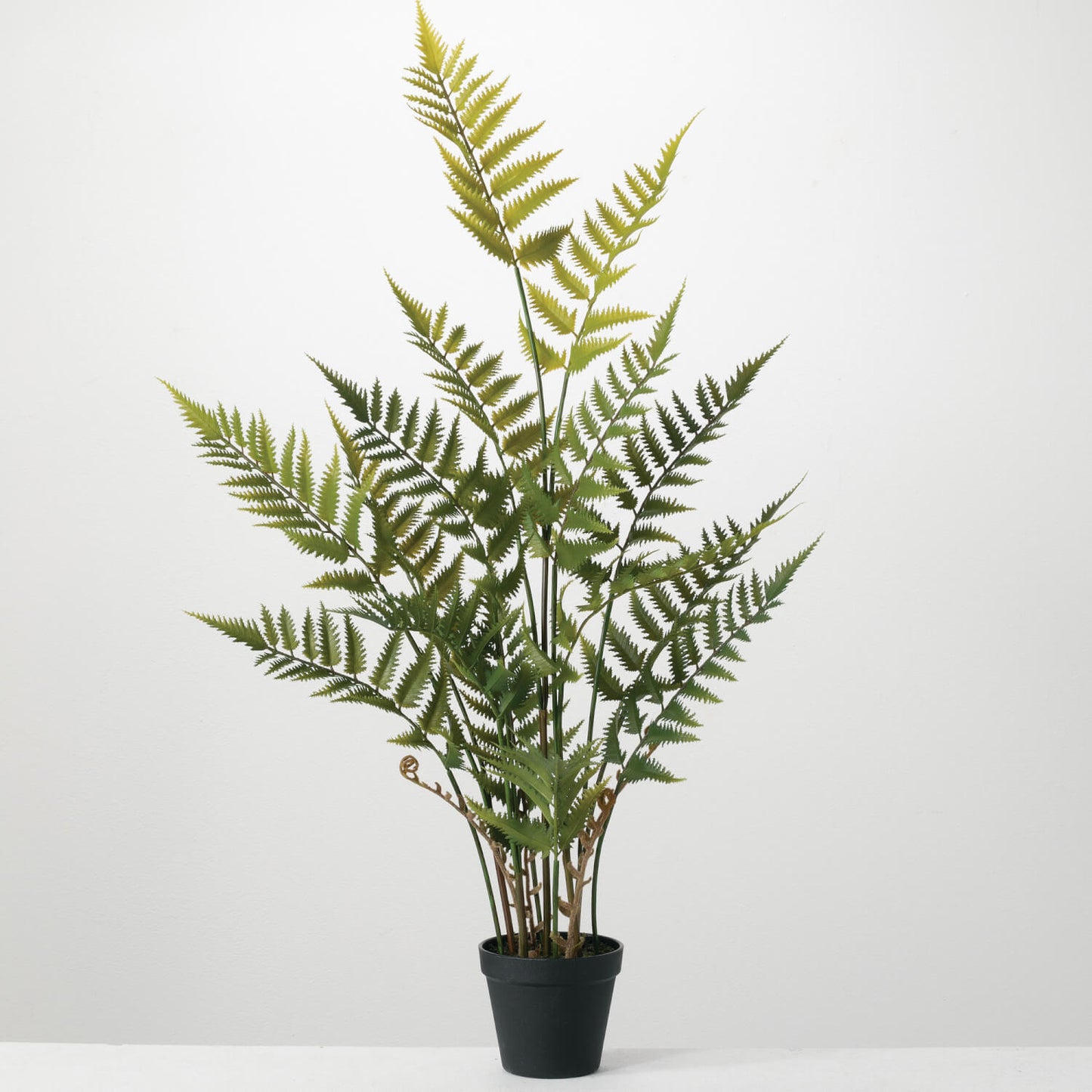 Potted Fern