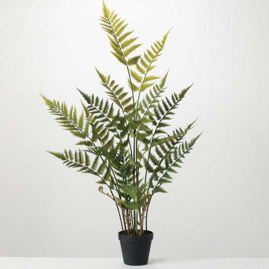 Potted Fern
