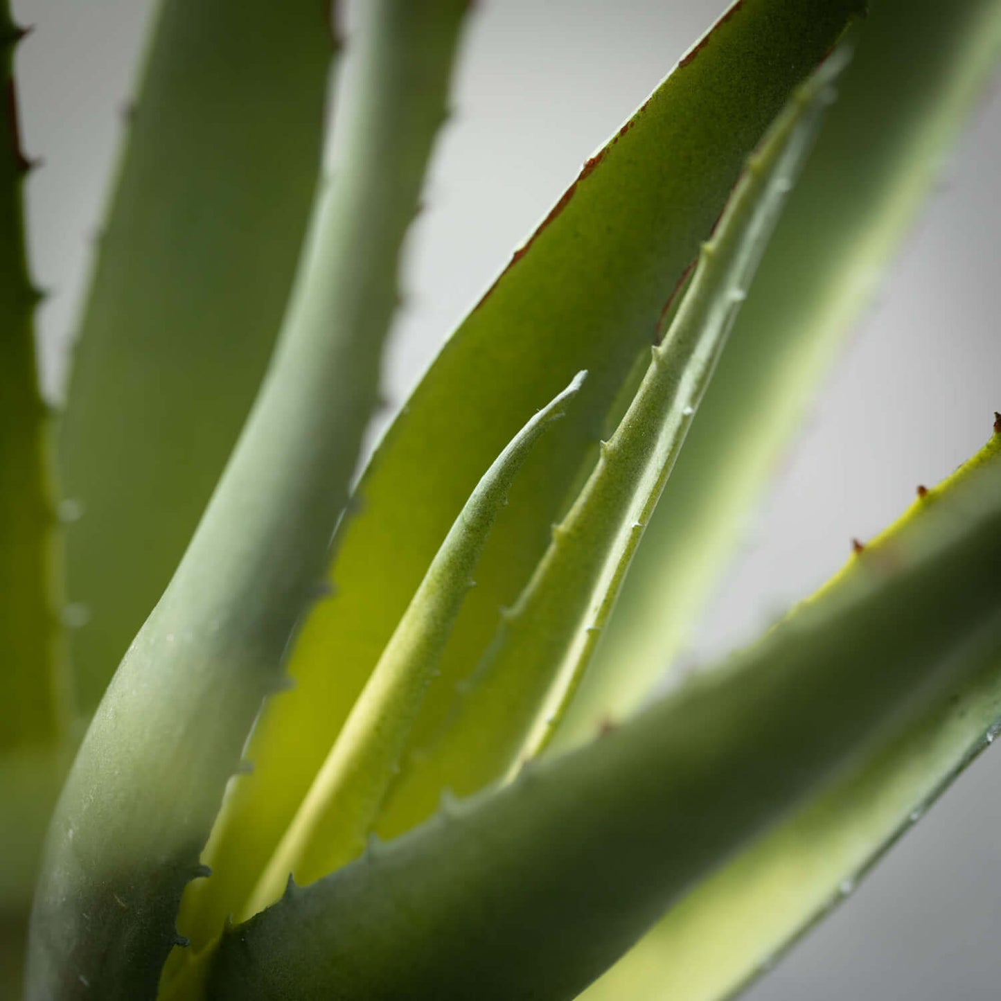Aloe Spray