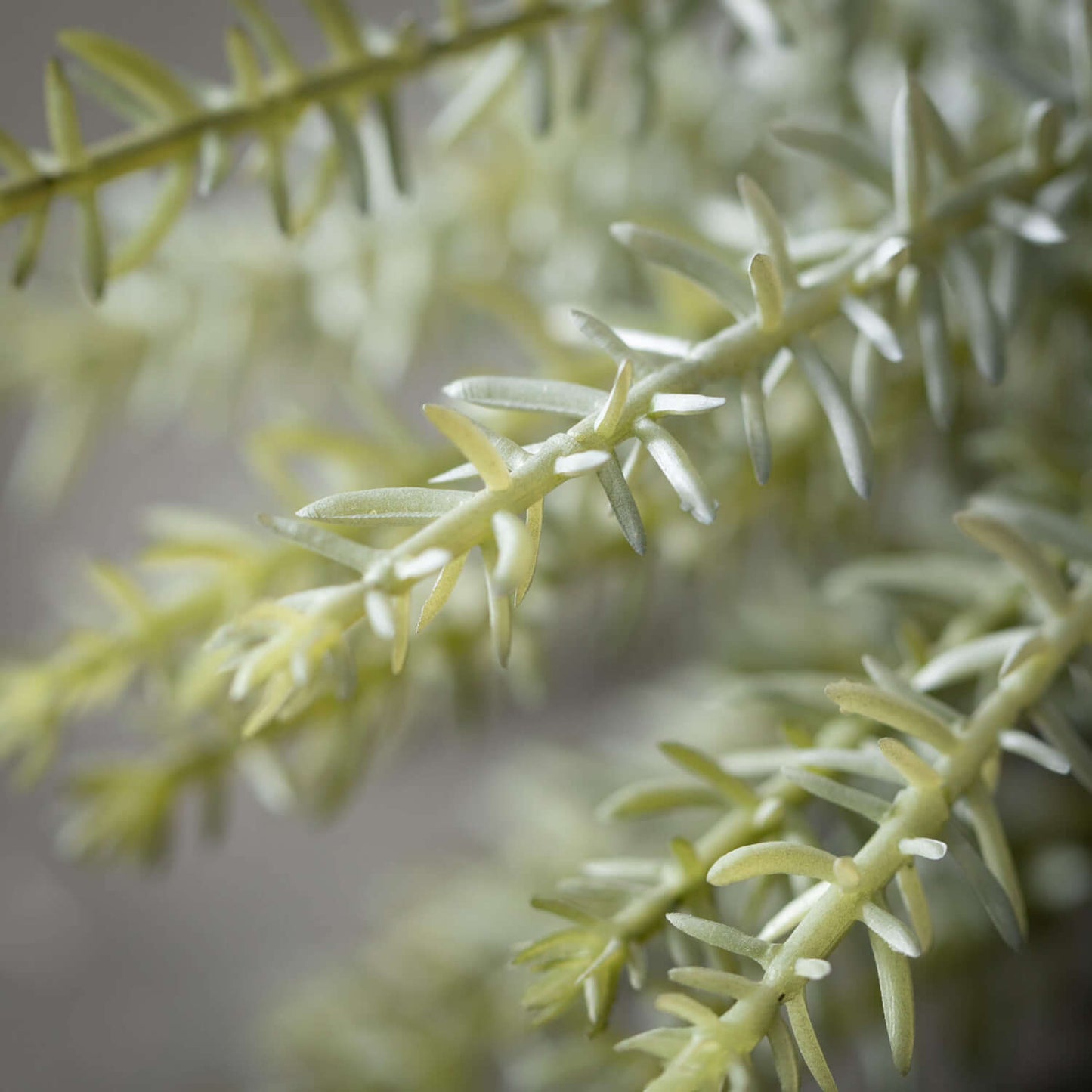 Dusty Green Herb Pick