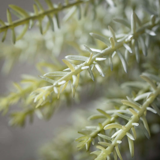 Dusty Green Herb Pick