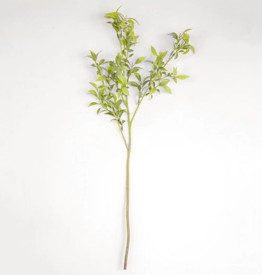 Grassy Leaf Stem