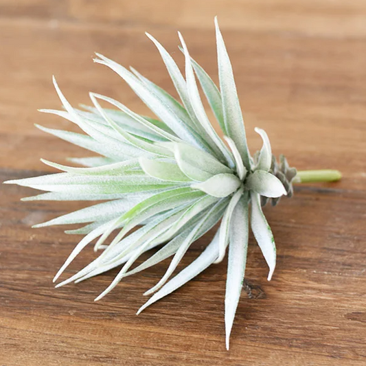 Agave Stem